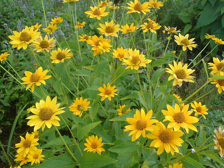 žlutá, květ, léto, květiny, květ, Bloom, závod