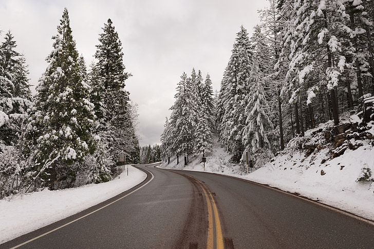 salju, pohon, jalan, hutan, cemara, pemandangan, Pines