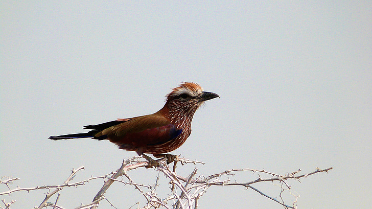 ptak, dzikich zwierząt, Namibia, Natura, zwierząt