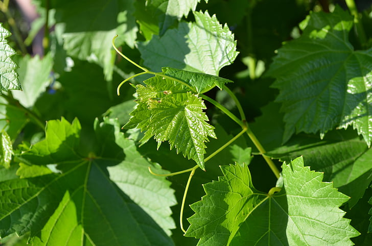 Weinblätter, Grüns, Blatt, Hintergrund, grüne Blätter, Trauben, Blätter
