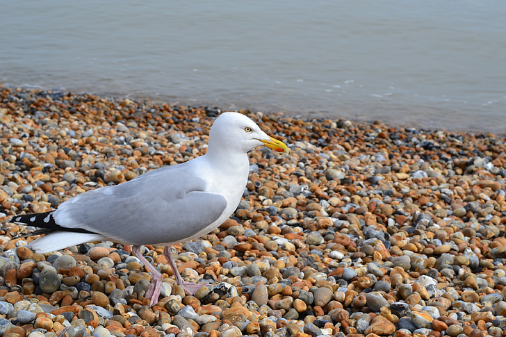 gull, beach, stones, sea, bird, water, dover