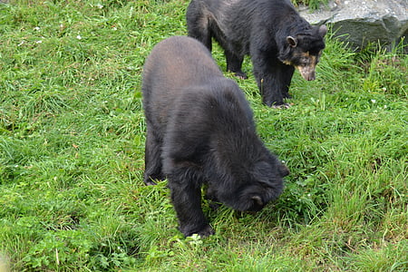 Spectacled bjørnen, Andean bjørn, tremarctos ornatus, Andean kort-faced bjørn, jukumari, ukuku, Bjørn