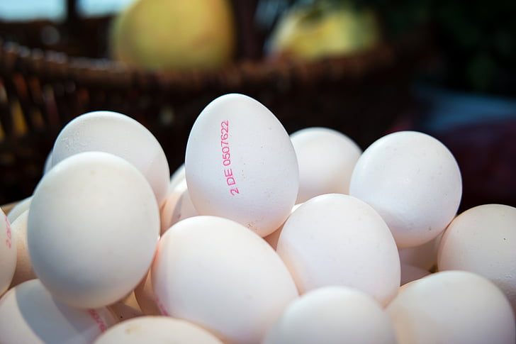 quả trứng, Lễ Tạ ơn, trứng gà, mùa thu, khả năng sinh sản, thu hoạch, thực phẩm