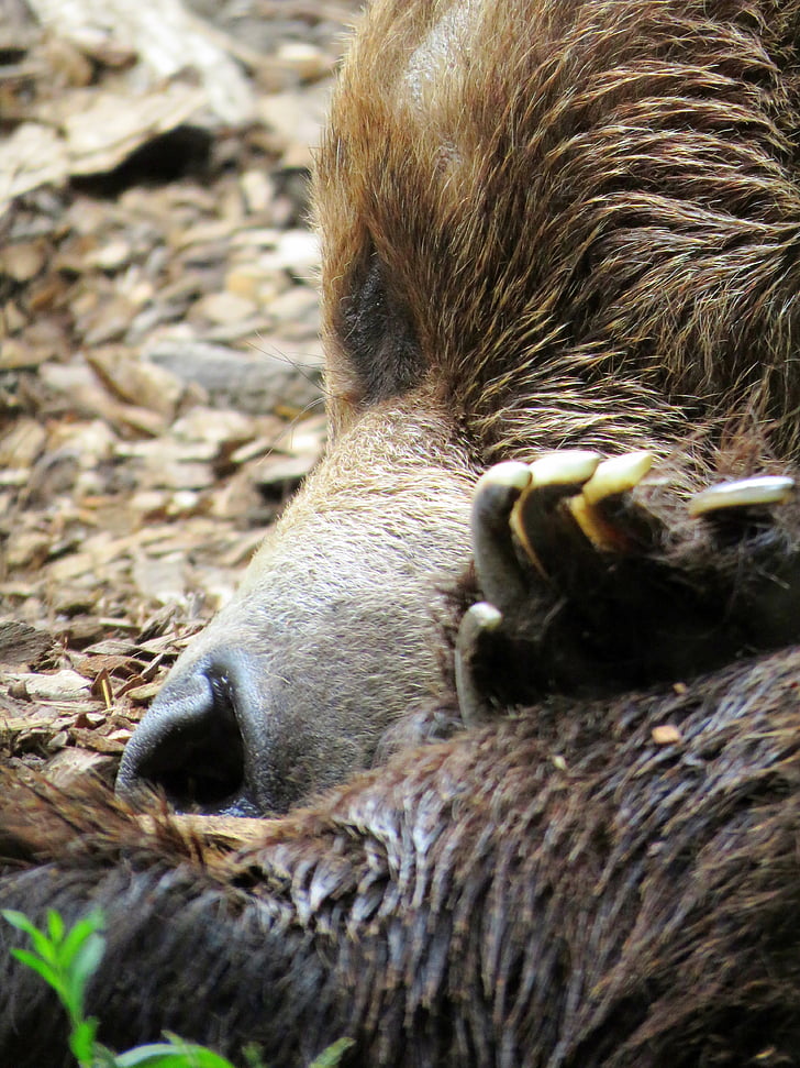 bear, calgary zoo, bear sleeping, brown bear