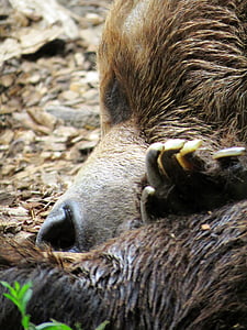 медведь, Калгарийский зоопарк, Медведь спит, бурый медведь