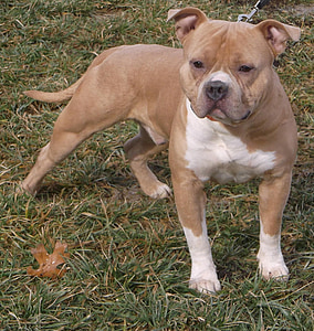 Pitbull, gamo, canino, filhote de cachorro, animal de estimação, animal, cão