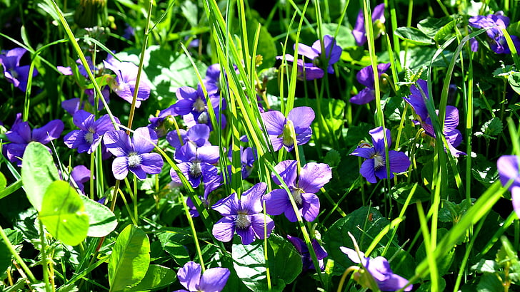 spring, violet, nature, purple flowers