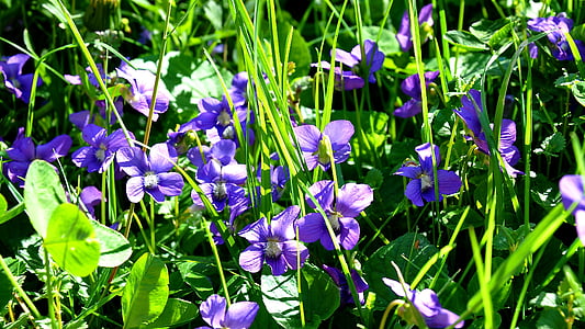 jar, Violet, Príroda, fialové kvety