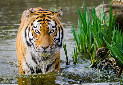 tiger, looking, big cat, feline, wildlife, nature, water