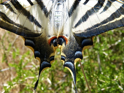 wing, scales, papilio machaon, butterfly queen, machaon, beauty, detail