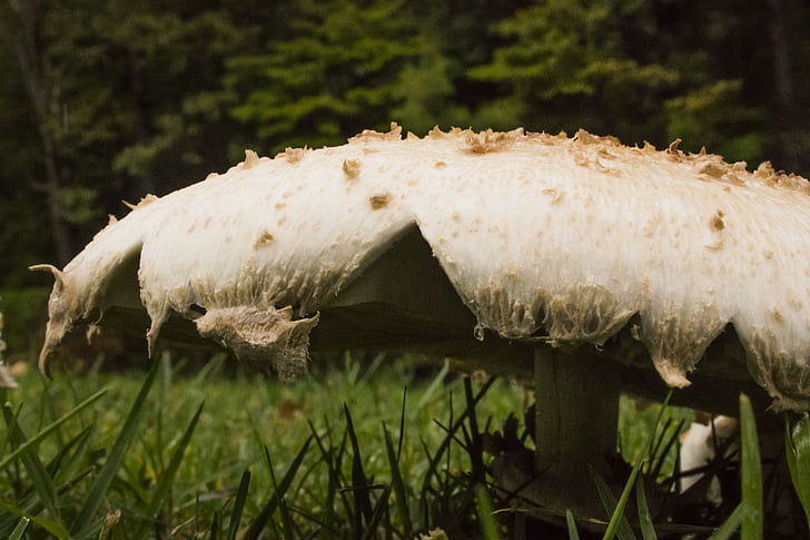houby, mykologie, Příroda, houby, podzim, Houbaření, Mycelium