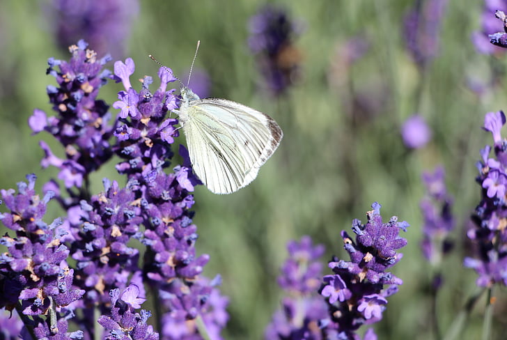 vlinder, insect, lavendel, plant, bloem, openbaarheid, natuur
