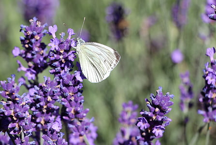 butterfly, insect, lavender, plant, flower, public record, nature
