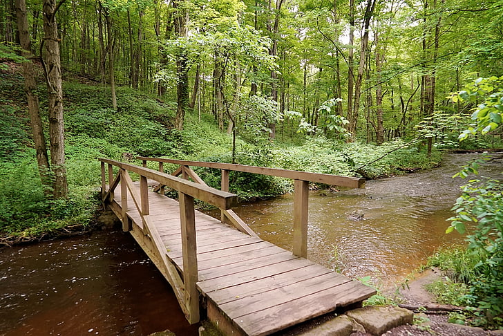 Bridge, Woods, Creek, Park, Stream, vatten, grön