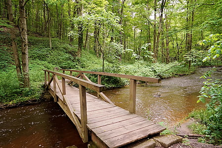 bridge, woods, creek, park, stream, water, green