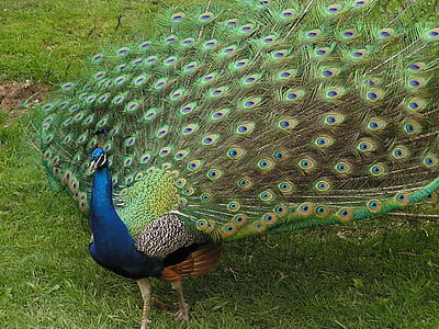 peacock, bird, animal, majestic, plumage, zoo, blue