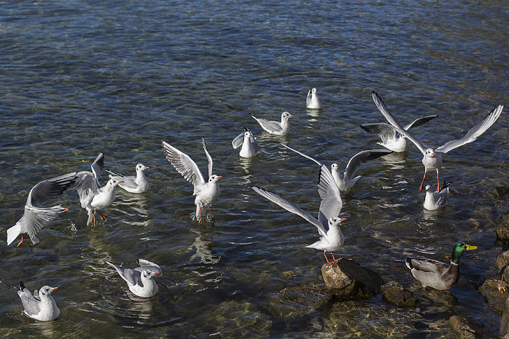 gulls, white gulls, birds, animal world, water, seagull, waterfowl