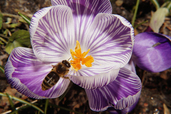 Crocus, Hoa, Blossom, nở hoa, đóng, con ong, frühlingsanfang