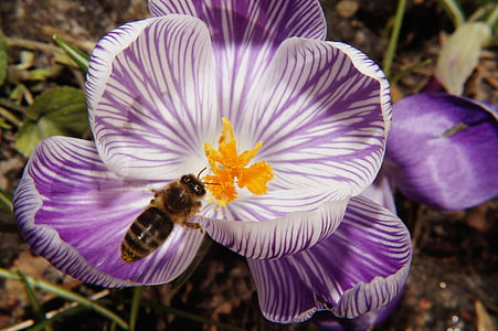 krokus, bloem, Blossom, Bloom, sluiten, Bee, frühlingsanfang