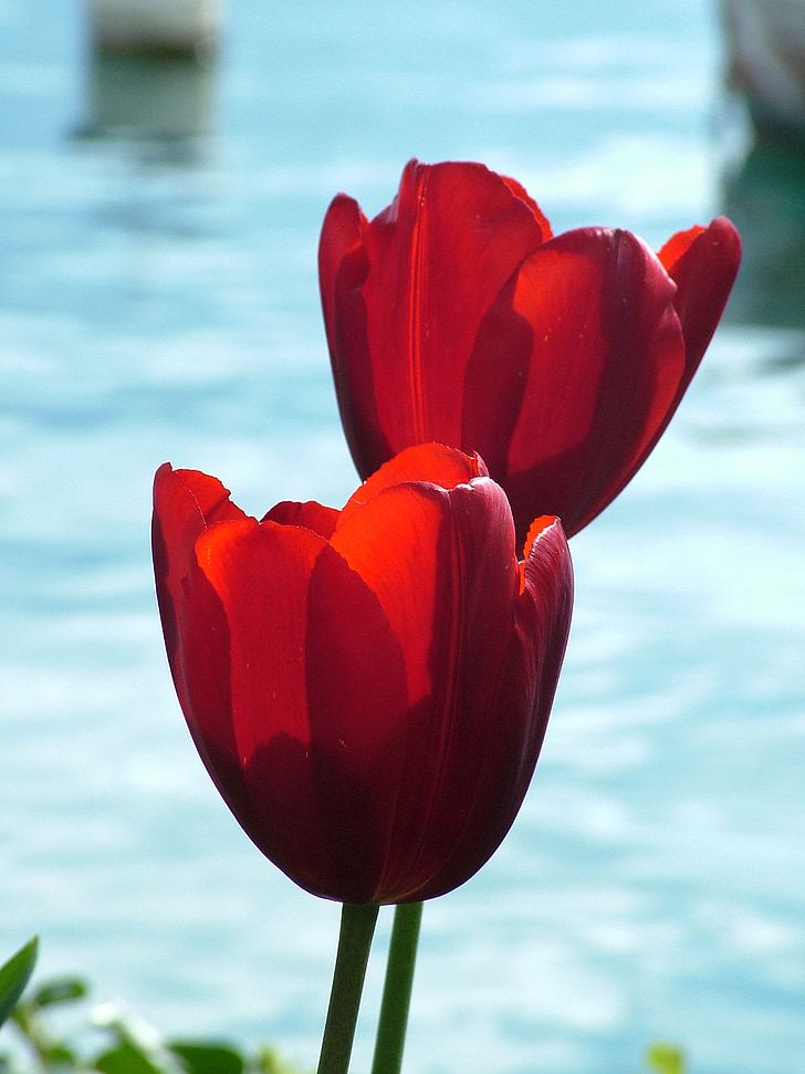 spring, tulip, red, lake, back light, flower, plant