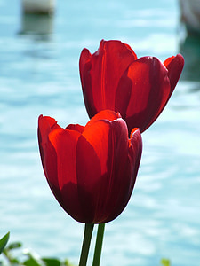 Весна, Тюльпан, красный, озеро, назад свет, цветок, завод