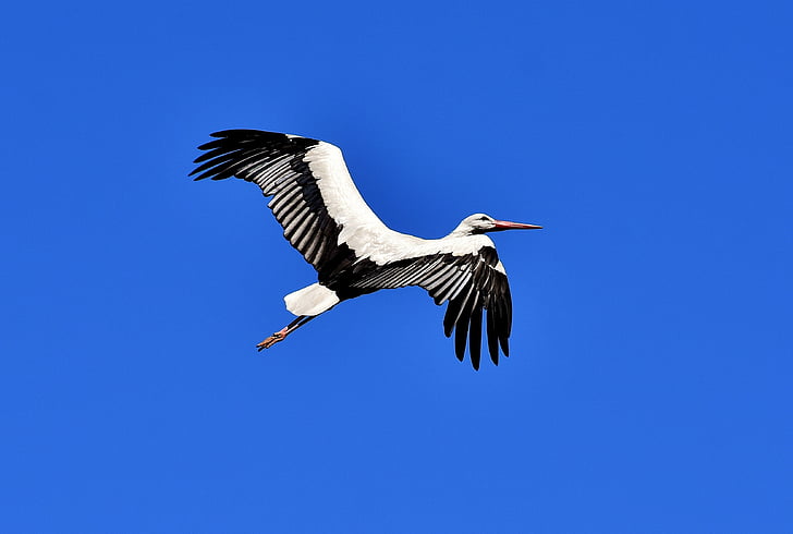 stork, fly, wing, birds, plumage, nature, animals