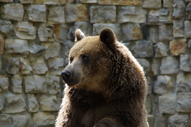 Bjørn, Grizzly, grizzly bear, dyr, Zoo, Teddy, pattedyr