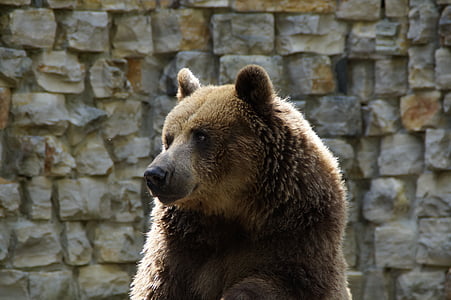 Bär, Grizzly, Grizzly bear, Tier, Zoo, Teddy, Säugetier