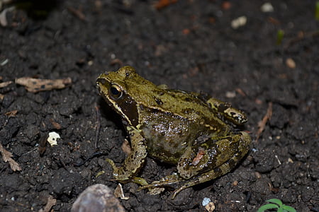 жаба, Жаба трав'яна, земноводні, Rana temporaria, WET, блискучі, шкіра