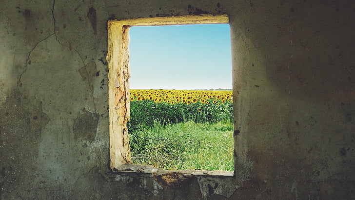 Słonecznik, okno, grunge, Ukraina, Jimmy x Róża, Igor Jastrebow ihor Jastrzębie, pole