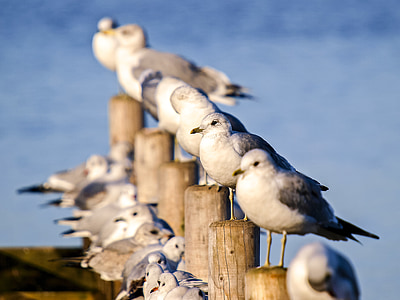 Mew gull, Seagull, burung air, burung, alam, hewan