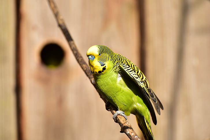 Budgie, màu xanh lá cây, con chim, Thiên nhiên, lông vũ, sáng sủa, con chim nhỏ