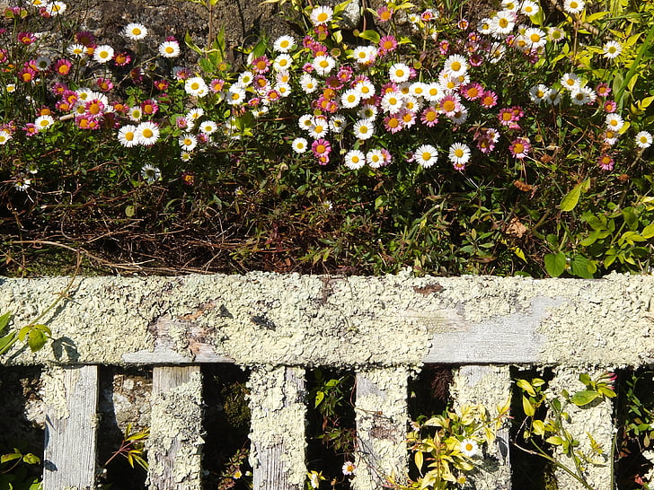 kvety, Záhrada, romantické, drevená lavica, letné