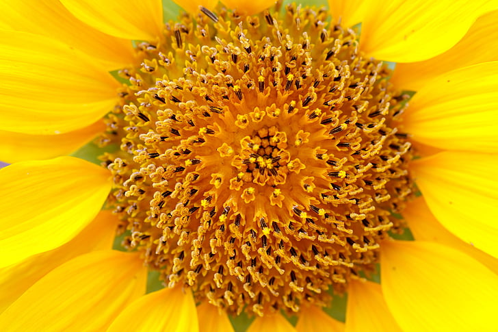 sunflower, plants, flowers, solar, affix, nature, landscape