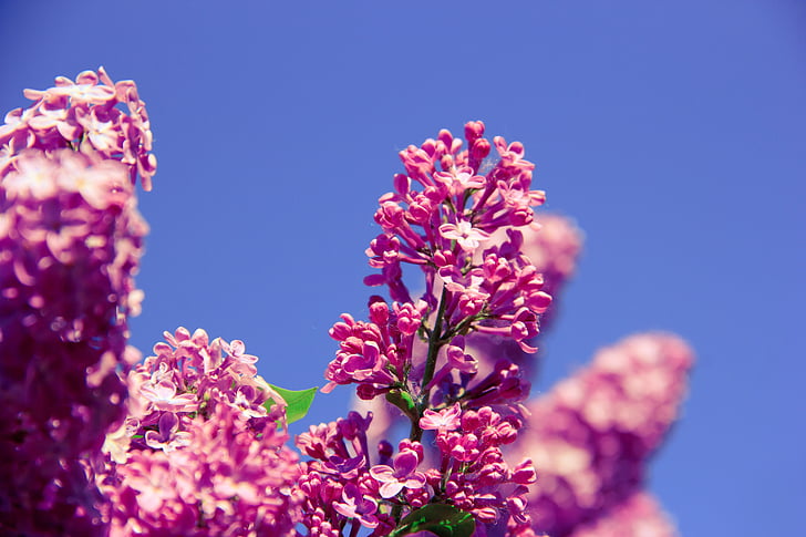 flor, aroma de, olor, natura, primavera, salut, fresc
