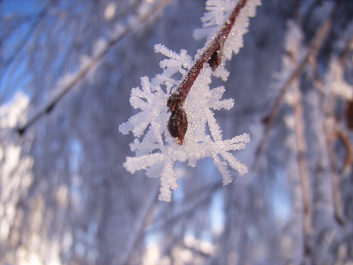 скреж, сняг кристал, зимни, клон, студен, растителна, Фрост