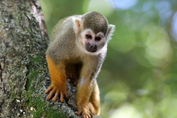 scented monkey, primate, animal, natural habitat
