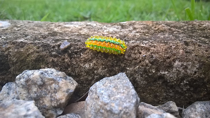 Caterpillar, juvel, insekt