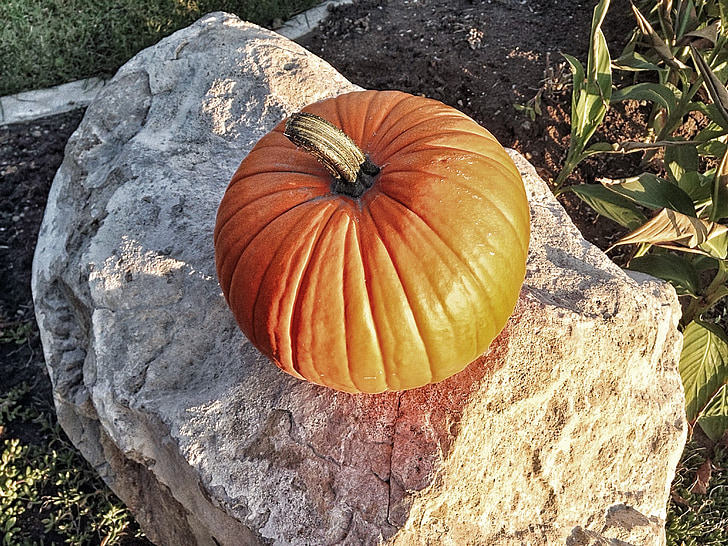 pumpkin, halloween, autumn, orange, october, seasonal, fall