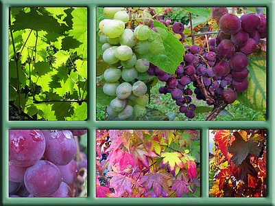 poster, autumn, frame, decoration, colorful, october, wine