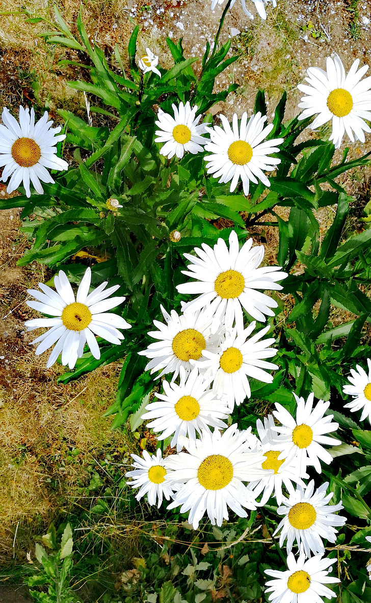 daisies, flowers, white, petals, nature