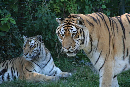 animals, tiger, predator, animal, striped, wildlife, carnivore