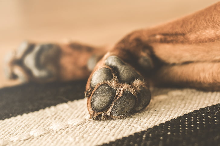 animal, dog, domesticated, paws, pet, dormant, tired