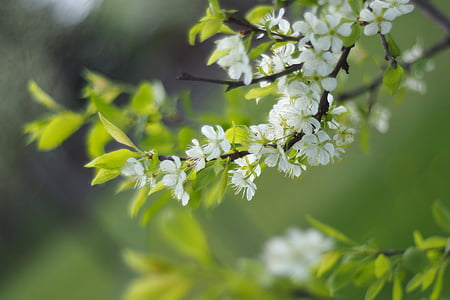 δέντρο, λουλούδι, πράσινο, λευκό, υποκατάστημα, οπωρωφόρο δέντρο, Κήπος