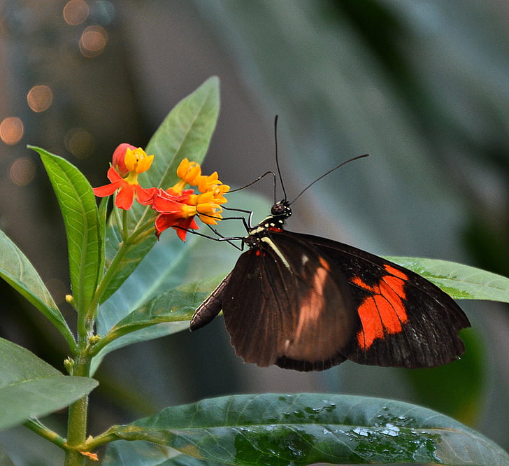 пеперуда, черен оранжев, крило, насекоми, пеперуда - насекоми, природата, животните