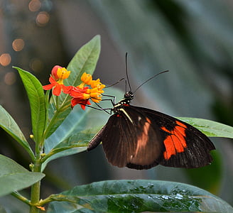 farfalla, nero arancione, ala, insetto, farfalla - insetto, natura, animale