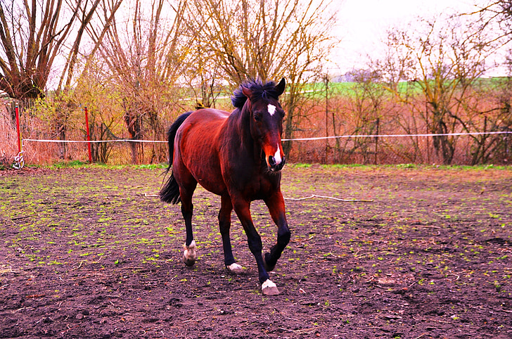 cheval, animal, Ride, Gallop, trot