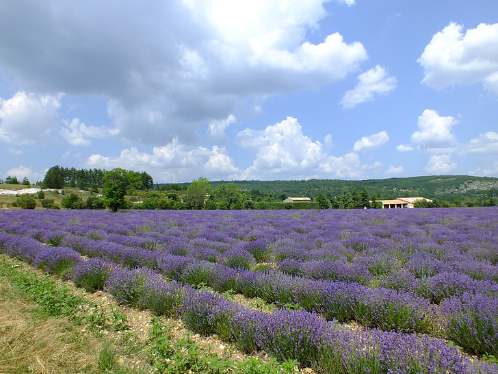 Provence, Prancūzija, Levanda, levandų gėlės, violetinė, tikrosios levandos, Gamta
