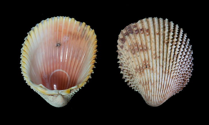 Seashell, trachycardium isocardia, taggig hjärtmussla, mollusk, indiska, Margarita island, Venezuela