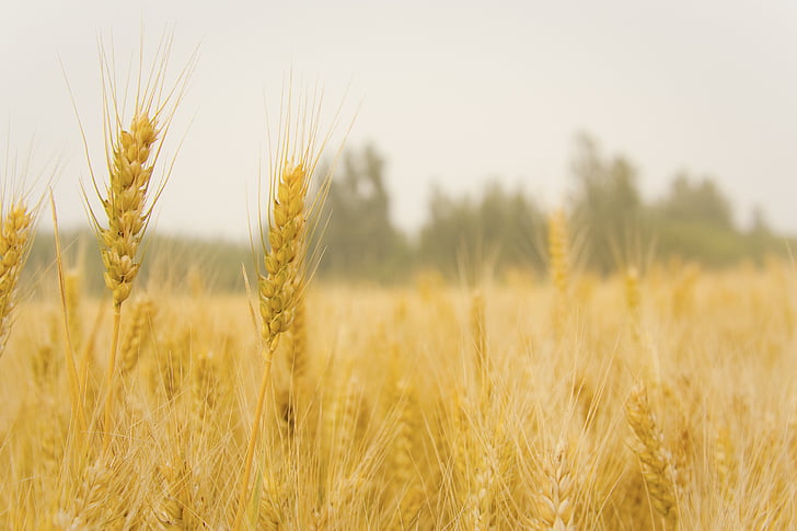 Пшениця, в пшеничному полі, жнива, Зернові завод, Сільське господарство, кадрування, поле